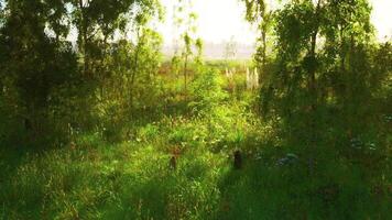 CGI Sunlight filters through trees in a lush green field at dawn video