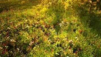 CGI Lush green meadow with colorful wildflowers in bright sunlight during summer video
