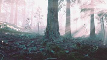 CGI Sunlight filtering through trees in a serene Canadian forest at dawn video