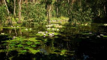 CGI Lush jungle environment with lily pads in a tranquil Vietnamese wetland video