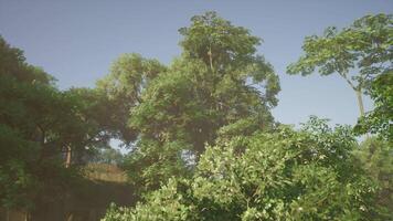 CGI Lush jungle canopy with diverse foliage under clear blue sky in daytime video
