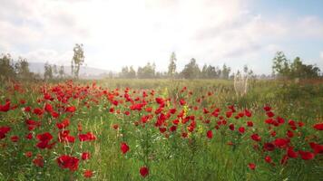 CGI Vibrant poppy field bathed in sunlight with distant trees and blue sky video