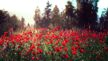 CGI Vibrant poppy field in full bloom under clear skies during golden hour video