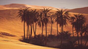 CGI Palm trees growing near an oasis in a vast desert landscape at sunset video