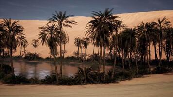 CGI Oasis with palm trees in a desert landscape under a clear blue sky video
