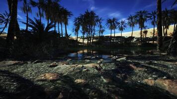 CGI Serene oasis surrounded by palm trees under a clear blue sky at dusk video
