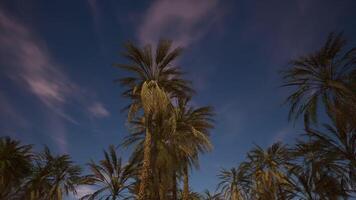 CGI Palm trees sway gently against a twilight sky in a tranquil outdoor setting video