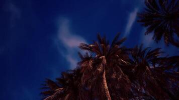 CGI Tall palms silhouetted against a deep blue twilight sky with scattered clouds video