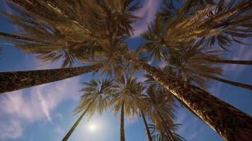 CGI View of tall palm trees against a clear blue sky in a tropical paradise setting video