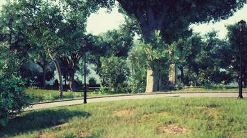 CGI A serene morning stroll along the winding path in a lush park environment video