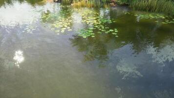 CGI Serene lily pads floating on a tranquil pond under sunlight in spring video