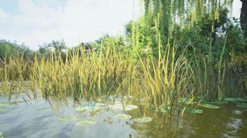 CGI Lush wetlands with tall grass and lily pads reflecting sunlight in nature video