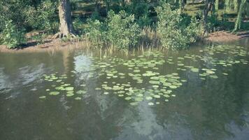 CGI Lily pads gracefully floating on a tranquil pond surrounded by lush greenery video