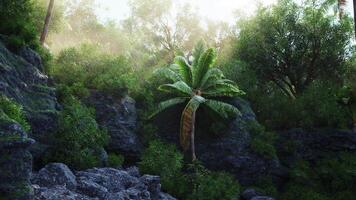 CGI Lush tropical landscape with palm tree and rocky terrain in sunlight video