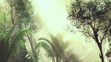 CGI Exploring the serene beauty of a misty rainforest at dawn in nature video