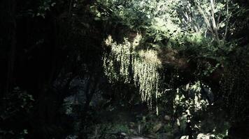 CGI Lush greenery in a tranquil Vietnamese forest during daylight hours video