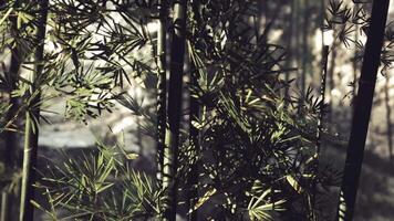 CGI Lush bamboo forest with sunlight filtering through greenery in nature video