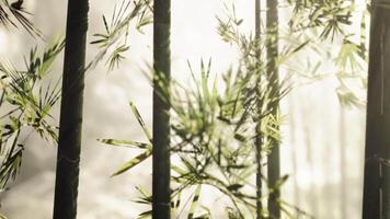 CGI Tall bamboo stalks surrounded by soft mist in a serene forest environment video