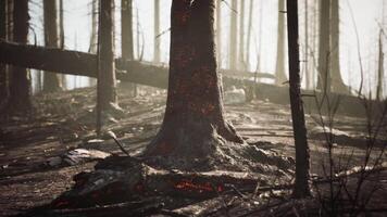 CGI Significant damage in a burned forest showing charred trees and debris video