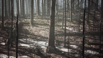 CGI Devastation of a burned forest revealing charred trees and ash covered ground video