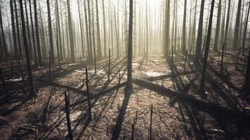 CGI Devastated forest reveals burnt trees and eerie shadows from recent fire video