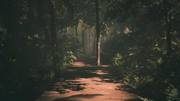 CGI Serenity of a sunlit forest path amidst lush greenery and trees video