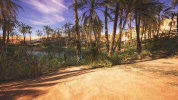 CGI Lush oasis surrounded by palm trees and sandy dunes in the desert landscape video