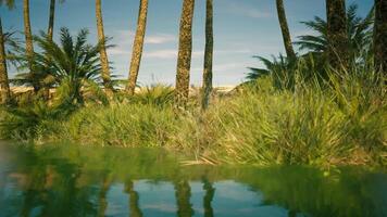 CGI Tranquil waters reflect lush greenery under sunny skies in nature video