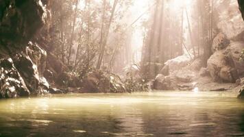 CGI Serene natural landscape with sunlight filtering through trees near a pond video