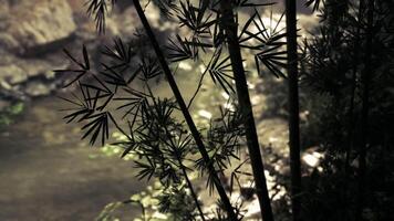 CGI Bamboo silhouettes by a tranquil stream in a serene natural setting video