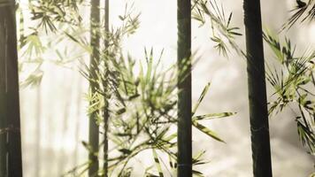 CGI Light filters through a serene bamboo forest during early morning hours video