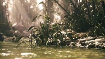 CGI Lush greenery and calm water reflect sunlight in a serene natural setting video