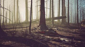 CGI Devastation of a burned forest with charred trees and scattered debris video