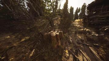 CGI Forest path with sunlight filtering through trees near a wooden fence video