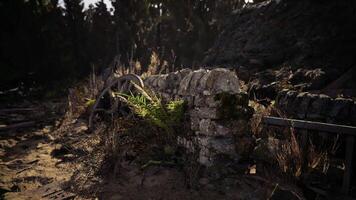 CGI Rustic stone wall covered in ferns near forest trail at midday video