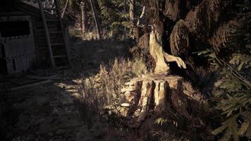 CGI Forest clearing with a tree stump and surrounding greenery in sunlight video