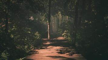 CGI Sunlight filters through trees along a wooden walkway in a lush forest video