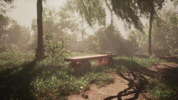 CGI Serene park setting with sunlit benches surrounded by greenery video
