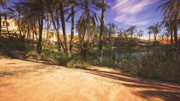 CGI Desert oasis with palm trees and serene water under a blue sky video