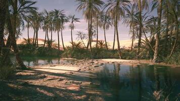 CGI Serene oasis with palm trees and tranquil water under sunset sky video
