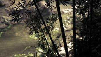 CGI Tranquil waters of a forest stream surrounded by bamboo during twilight video