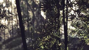 CGI Lush green bamboo forest with sunlight filtering through leaves in nature video