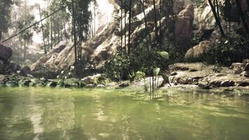 CGI Serene view of a secluded pond surrounded by lush greenery in a forest video