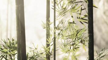 CGI Serene bamboo forest with sunlight filtering through leaves at dawn video