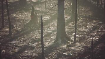 CGI Burned forest aftermath with charred trees and debris under soft sunlight video