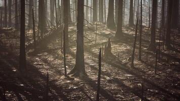 cgi bränt skog med skuggor och lämningar av träd i dimmig atmosfär video