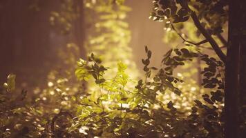 CGI Lush green foliage illuminated by soft sunlight in a tranquil forest setting video