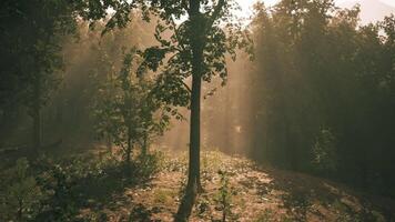 CGI Natural light breaking through trees in a serene forest setting video