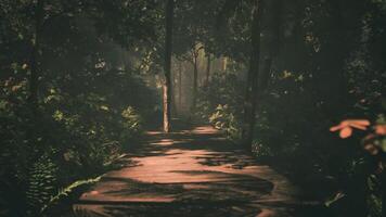 CGI Mysterious forest pathway illuminated by soft sunlight in early morning video