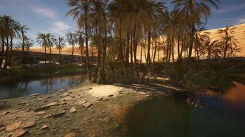 CGI Desert oasis with palm trees and serene water in a golden landscape video